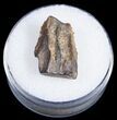 Quality Triceratops Shed Tooth - Montana #12023-1